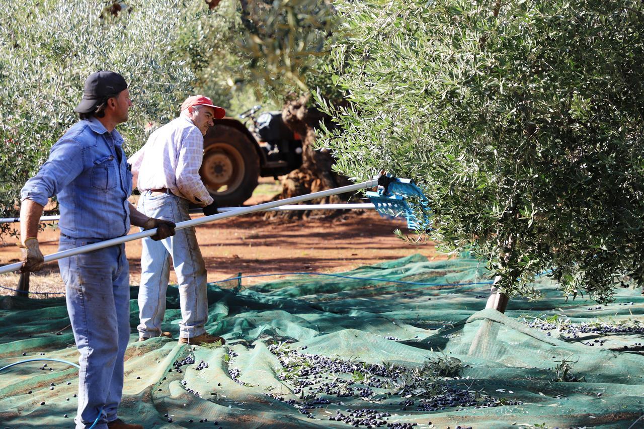 Masseria Lama Di Galizia オストゥーニ エクステリア 写真